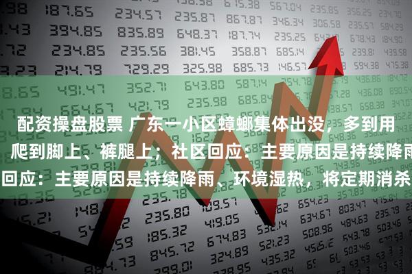 配资操盘股票 广东一小区蟑螂集体出没，多到用桶装？住户：满地都是，爬到脚上、裤腿上；社区回应：主要原因是持续降雨、环境湿热，将定期消杀